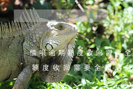 借唄逾期額度收回需要全額還款-借唄逾期額度收回需要全額還款嗎