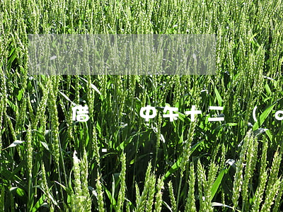 借唄過中午十二點(diǎn)還款算逾期嗎-