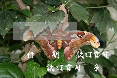 借唄過期沒還款打官司會多賠嗎-借唄過期沒還款打官司會多賠嗎知乎