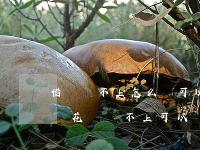 借唄還不上怎么辦可以協(xié)商嗎(借唄花唄還不上可以協(xié)商嗎)