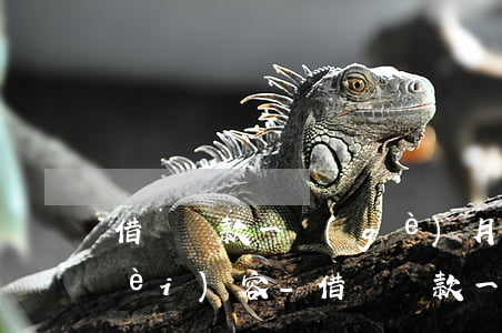 借唄還款一個(gè)月之后看不到內(nèi)容-借唄還款一個(gè)月之后看不到內(nèi)容了