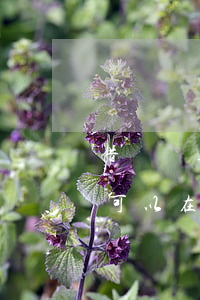 借唄還款以后怎么還逾期(借唄逾期了還款還可以在再借出來嗎?)
