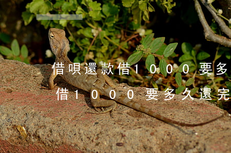 借唄還款借1000要多久還完-借唄還款借1000要多久還完呢