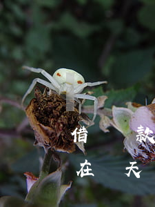 借唄還款在當天還進去都可以嗎-借唄還款在當天還進去都可以嗎怎么還