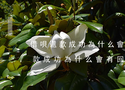 借唄還款成功為什么會有回訪電話-借唄還款成功為什么會有回訪電話呢