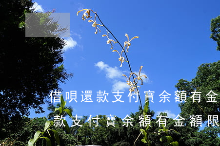 借唄還款支付寶余額有金額限制嗎-借唄還款支付寶余額有金額限制嗎怎么辦