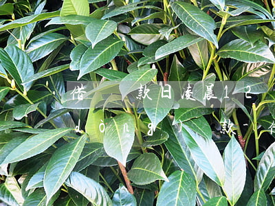 借唄還款日凌晨12點(diǎn)主動(dòng)還款-借唄還款日凌晨12點(diǎn)主動(dòng)還款可以嗎