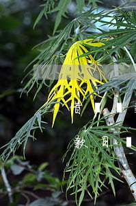 借唄還款日到了還不上了怎么辦-借唄到還款日還不上會怎么樣