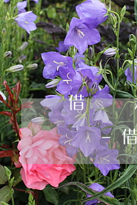 借唄還款日當(dāng)日還了還有短信嗎-借唄還款日當(dāng)日還了還有短信嗎怎么辦
