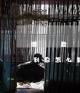 借唄還款時(shí)還不上后續(xù)利息怎么算-借唄還款還不上有什么后果