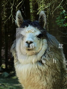 借唄還款當(dāng)日還款最晚多長時(shí)間-借唄還款當(dāng)日還款最晚多長時(shí)間還