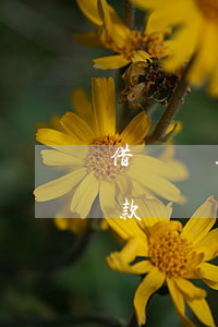 借唄還款記錄征信多長時間能看見-借唄還款記錄征信多長時間能看見呢