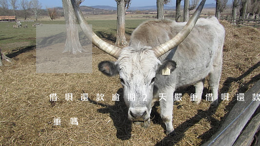 借唄還款逾期2天嚴重(借唄還款逾期2天嚴重嗎)