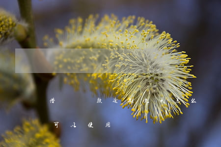 借唄還款逾期九天怎么辦(借唄逾期10天還可以使用嗎)