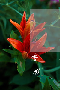 借唄還款逾期能寬限幾天(借唄逾期幾天有啥影響嗎)