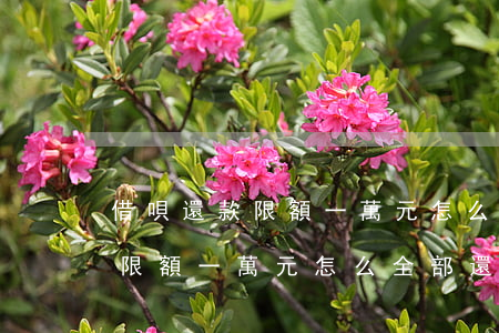 借唄還款限額一萬元怎么全部還-借唄還款限額一萬元怎么全部還完