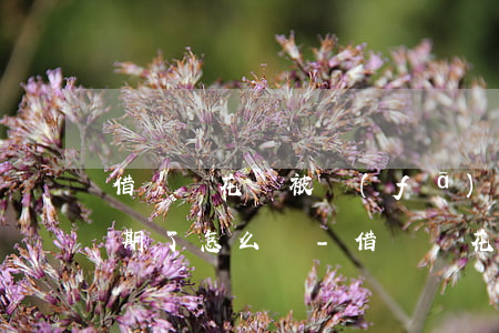 借唄還花唄被發(fā)現(xiàn)逾期了怎么辦-借唄還花唄被發(fā)現(xiàn)逾期了怎么辦呢