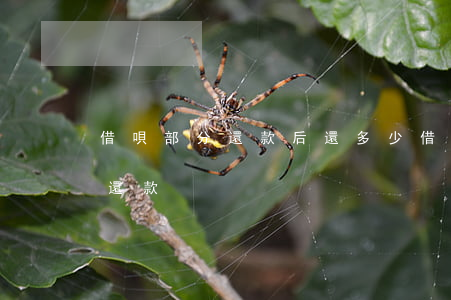 借唄部分還款后還多少借多少嗎-借唄 部分還款