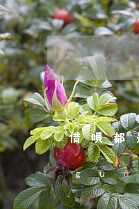 借唄都是按時(shí)還款怎么突然關(guān)閉了-借唄都是按時(shí)還款怎么突然關(guān)閉了呢