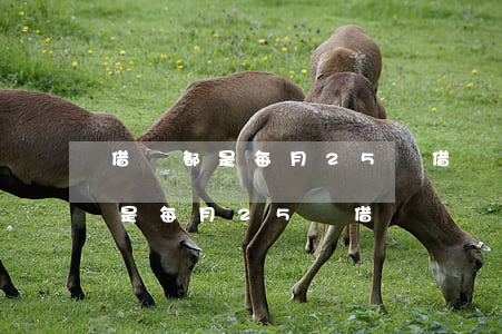 借唄都是每月25號借錢幾號還款-借唄都是每月25號借錢幾號還款的