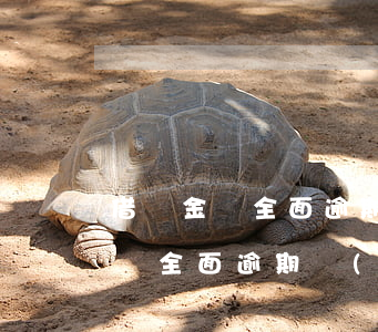 借唄金條全面逾期會(huì)怎樣(借唄金條全面逾期會(huì)怎樣)