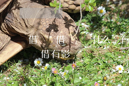 借唄隨借隨還為什么還有還款日-借唄隨還隨借有影響嗎