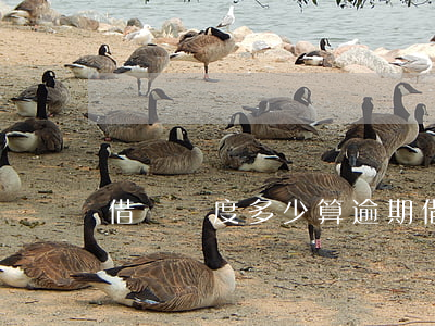 借唄額度多少算逾期(借唄額度正常多少)