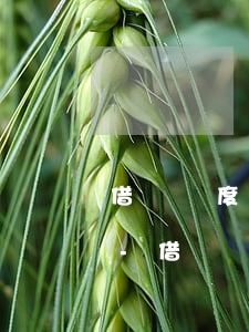 借唄額度用完先還款會(huì)有額度嗎-借唄額度用完先還款會(huì)有額度嗎安全嗎