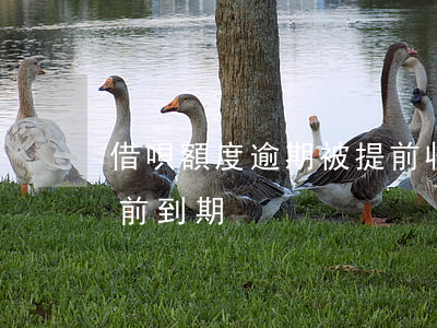 借唄額度逾期被提前收回(借唄逾期被宣布提前到期)