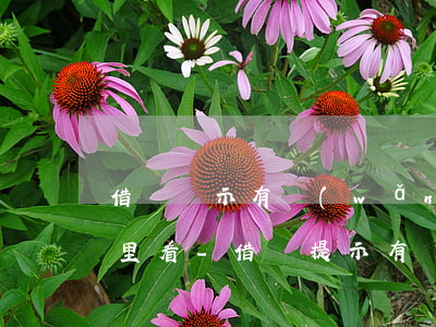 借唄顯示有網(wǎng)商貸有逾期在哪里看-借唄提示有網(wǎng)商貸存在逾期 還請了怎么借唄借不出來