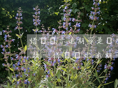 借唄顯示逾期可是沒有當(dāng)前還款-借唄顯示逾期可是沒有當(dāng)前還款日期