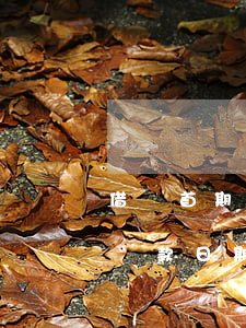 借唄首期還款日期為什么是二號-借唄首期還款日期為什么是二號呢