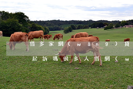 借多家網(wǎng)貸不還會(huì)起訴嗎(很多人借網(wǎng)貸故意不還)