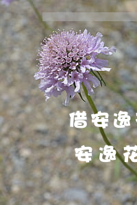 借安逸花對(duì)信用卡審核有影響嗎（安逸花有逾期影響辦信用卡嗎）