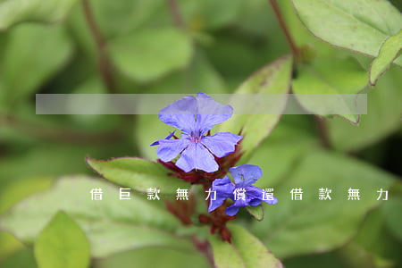 借巨款無力償還(借款無力償還會怎么樣)