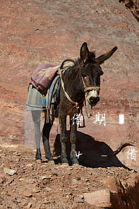 借期內(nèi)利率與逾期利率不超過24-借期內(nèi)利率與逾期利率不超過24個月