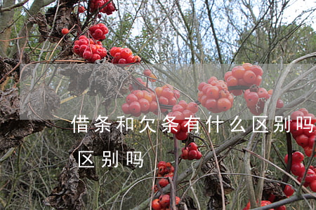 借条和欠条有什么区别吗(欠条跟借条有什么区别吗)
