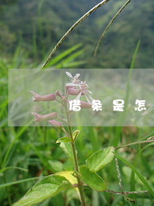 借条是怎么打的(借条怎样打)