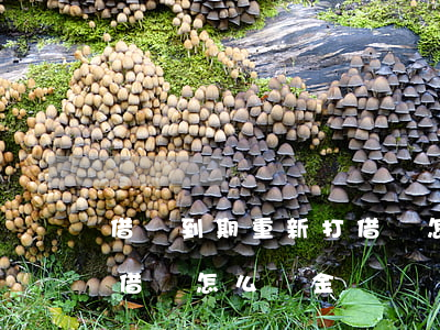 借條到期重新打借條怎么寫(借條到期重新打借條怎么寫金額)