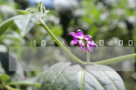 借條可以委托律師追討嗎