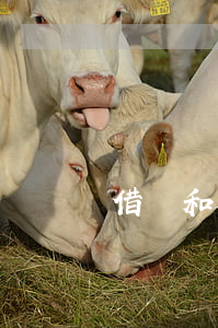 借條和欠條法律區(qū)別