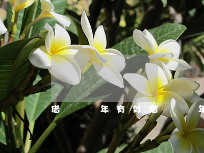 借條幾年有效(借條幾年有效期?)