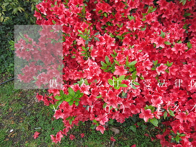 借條怎么打不受法律保護(hù)(借條應(yīng)該怎么,才受到法律的保護(hù))
