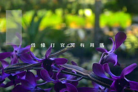 借條打官司有用嗎
