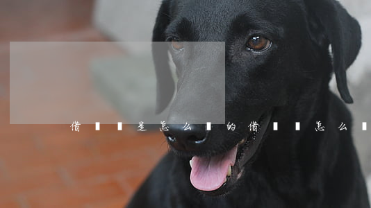 借條書是怎么寫的(借書條怎么寫?)