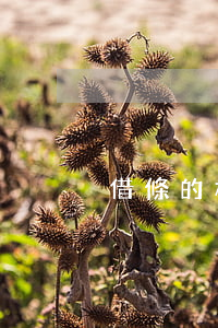 借條的標準寫法(借條的標準格式)