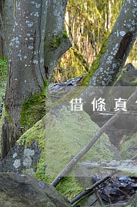 借條真假難辨是否還有效