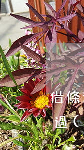 借條過(guò)期多久無(wú)效(借條過(guò)了有效期)