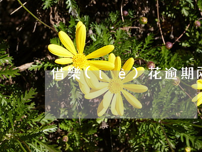 借樂(lè)花逾期兩天怎么辦