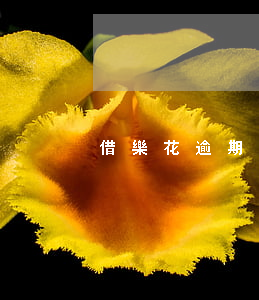 借樂花逾期-借樂花還能下款嗎